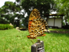 Argynnis hyperbius hyperbius