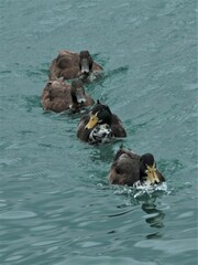 Anas platyrhynchos domesticus