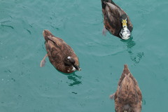 Anas platyrhynchos domesticus