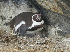 Spheniscus humboldti