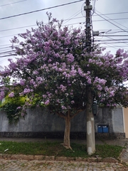 Lagerstroemia indica
