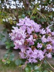 Lagerstroemia indica