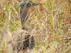 Eupodotis ruficrista