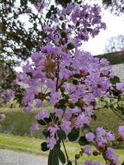 Lagerstroemia indica