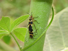 Oncopeltus unifasciatellus