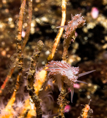 Coryphella