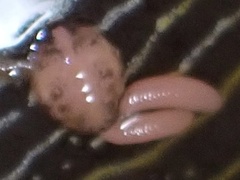 Anthessius navanacis