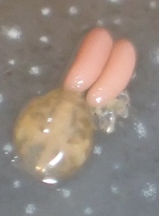 Anthessius navanacis