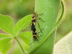 Oncopeltus unifasciatellus