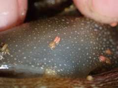 Anthessius navanacis