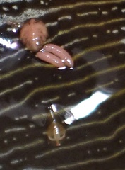 Anthessius navanacis