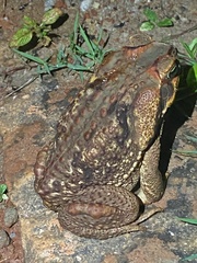 Rhinella diptycha