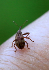 Anthonomus rectirostris