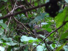 Leptotila plumbeiceps