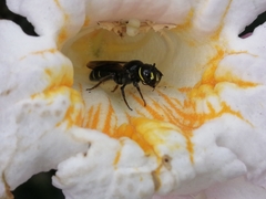 Ceratina perforatrix pyramidalis