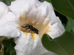 Ceratina perforatrix pyramidalis