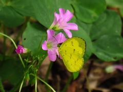 Eurema andersoni