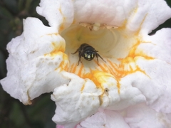 Ceratina perforatrix pyramidalis