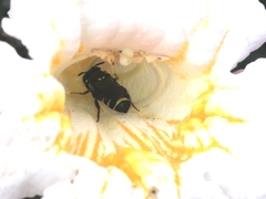 Ceratina perforatrix pyramidalis