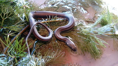 Helicops infrataeniatus