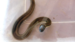 Helicops infrataeniatus