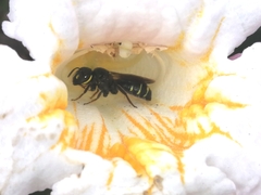 Ceratina perforatrix pyramidalis