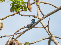 Hemiprocne longipennis