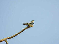 Hemiprocne longipennis