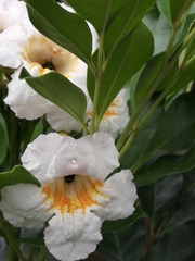 Ceratina perforatrix pyramidalis