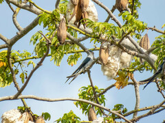 Hemiprocne longipennis