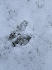 Odocoileus virginianus