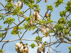 Hemiprocne longipennis