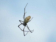 Nephila vitiana