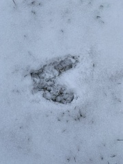 Odocoileus virginianus