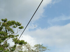 Nephila vitiana