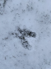 Odocoileus virginianus