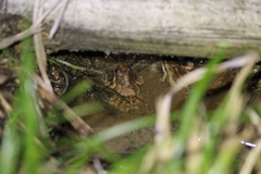 Physalaemus cuvieri
