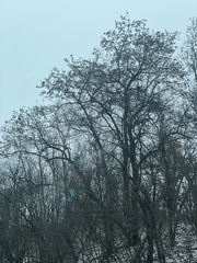 Phellodendron amurense