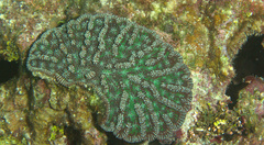 Mycetophyllia