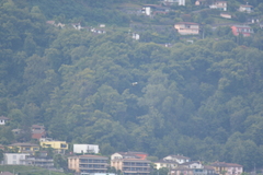 Chroicocephalus ridibundus