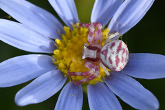 Thomisus citrinellus