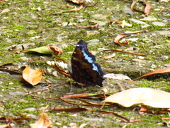 Kaniska canace
