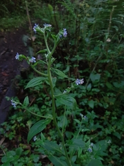 Cynoglossum amabile