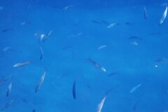 Caesio caerulaurea