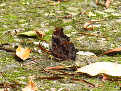 Kaniska canace