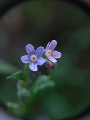 Cynoglossum amabile