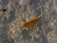 Nemouridae