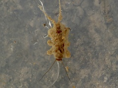 Nemouridae