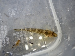 Rhinogobius nagoyae