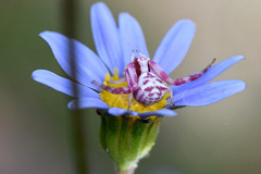 Thomisus citrinellus